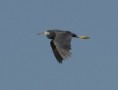 /album/photogallery/western-reef-heron-dark-phase-in-flight-jpg/